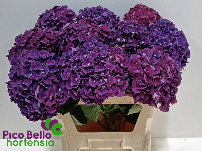 <h4>Hydrangea my mon amour purple</h4>