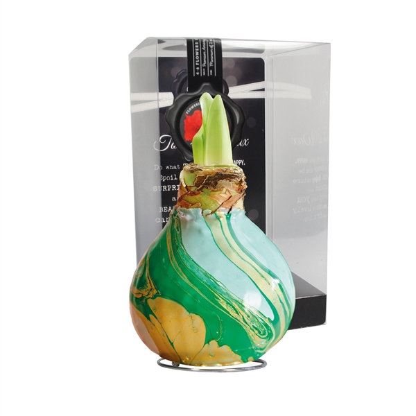 <h4>Amaryllis TOW Swirl Green 6x1, rode bloem, Plastic Giftbox</h4>