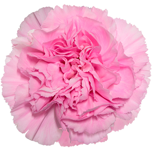 <h4>DIAN.ST. Clearwater La Union</h4>