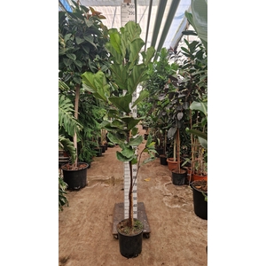 Ficus Lyrata rechte stam 270
