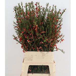 CYTISUS BOSKOOP RUBY
