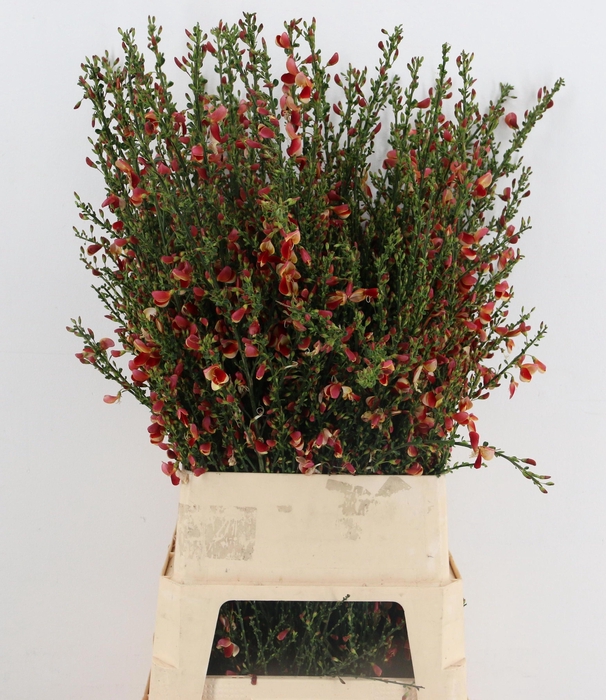 <h4>CYTISUS BOSKOOP RUBY</h4>