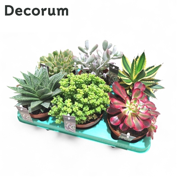 <h4>Succulenten Mix (6spc.) (decorum)</h4>
