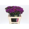 Dianthus Br Amazon Neon Purple