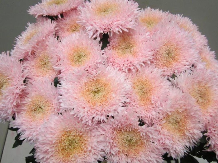 <h4>Chr G Etrusko Sweet Rose</h4>