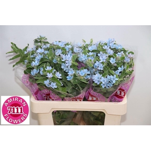 OXY CO TAN PURE BLU