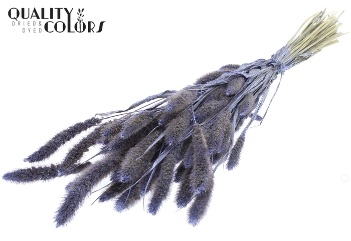 Setaria per bunch Pearl Milka