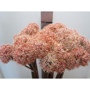 Allium Mount Rose