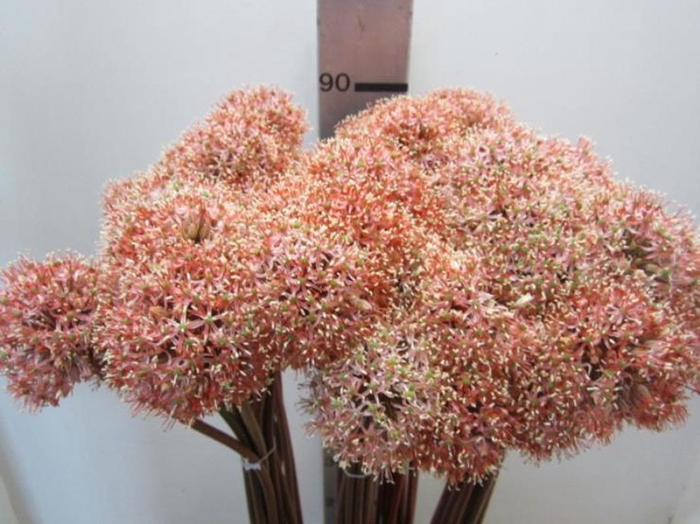 <h4>Allium Mount Rose</h4>