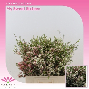 Chamelaucium My Sweet Sixteen