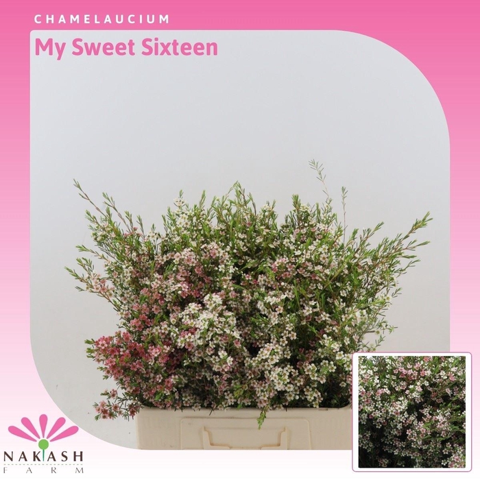 <h4>Chamelaucium My Sweet Sixteen</h4>