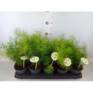 Asparagus dens. 'Sprengeri'