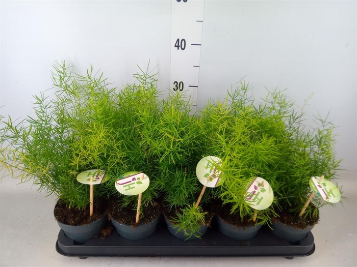 <h4>Asparagus dens. 'Sprengeri'</h4>
