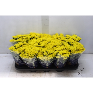 CRISANTEMO MINI P11 AMARELO