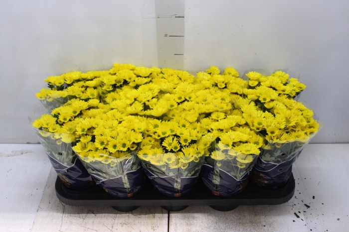 <h4>CRISANTEMO MINI P11 AMARELO</h4>