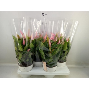 Anthurium andr. 'Lilli'