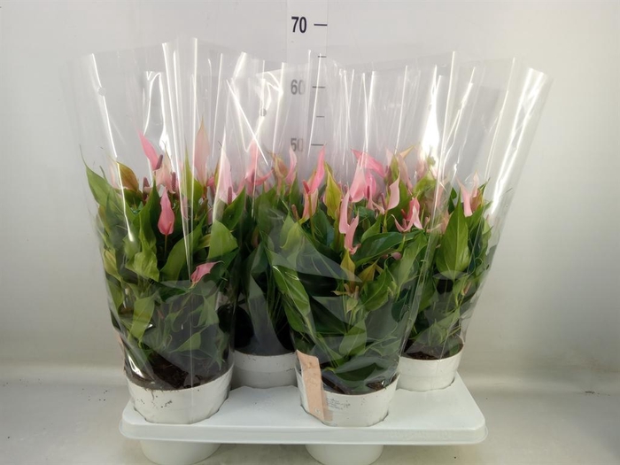 <h4>Anthurium andr. 'Lilli'</h4>