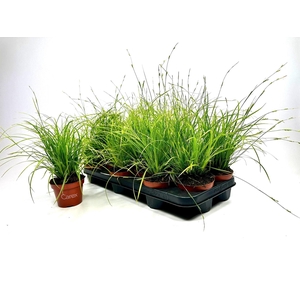 Carex dolichostachya 'Gold Fountains