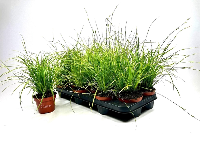 <h4>Carex dolichostachya 'Gold Fountains</h4>