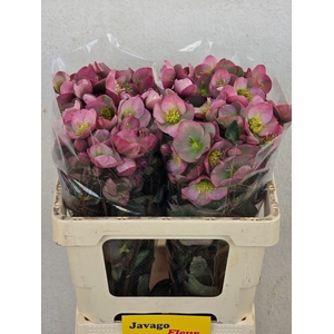 HELL FRK DOROTH DAWN