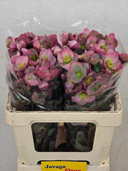 <h4>HELL FRK DOROTH DAWN</h4>