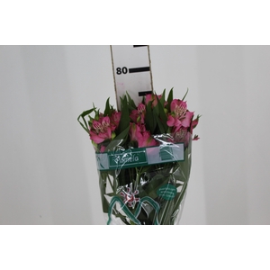 ALSTROEMERIA PAMELA 080 CM