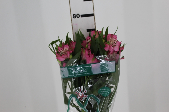 <h4>ALSTROEMERIA PAMELA 080 CM</h4>