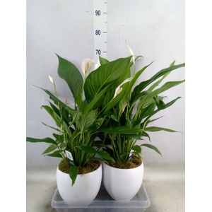 Spathiphyllum  'Bingo Cupido'