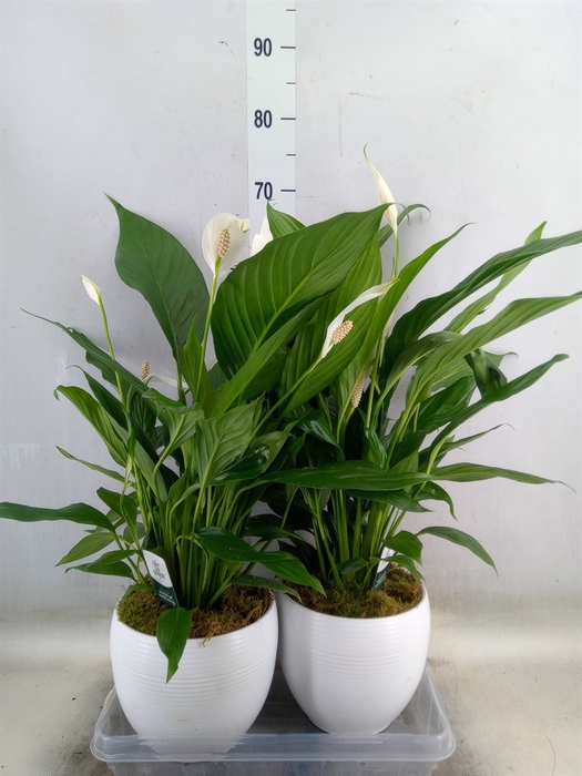 <h4>Spathiphyllum  'Bingo Cupido'</h4>