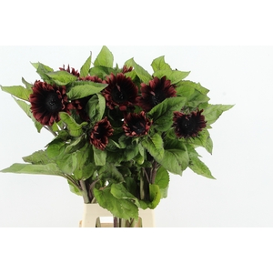 HELIANTHUS DARK