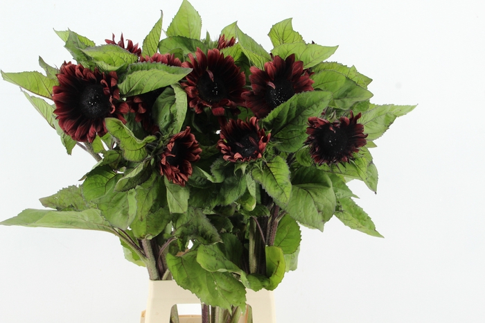 <h4>HELIANTHUS DARK</h4>