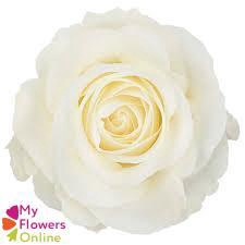 <h4>R Gr Tibet! White 50cm EC</h4>