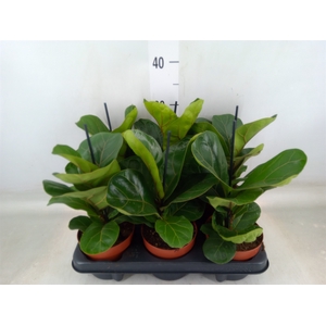 Ficus lyrata 'Bambino'