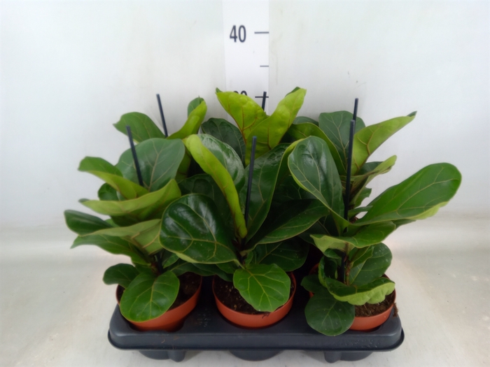 <h4>Ficus lyrata 'Bambino'</h4>
