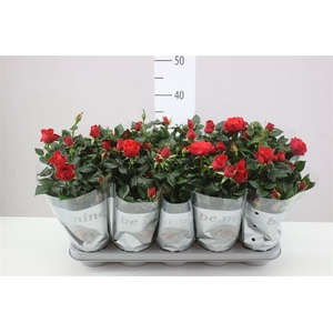 Rosa Beau Monde Rood