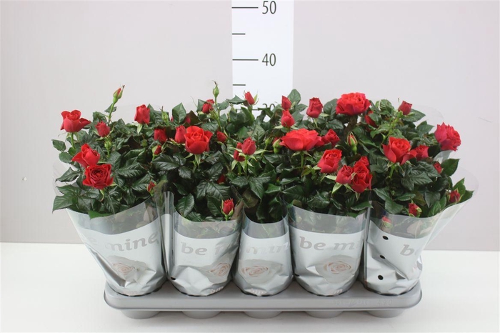 <h4>Rosa Beau Monde Rood</h4>