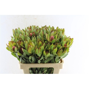 Leucad Saf Goldstrik