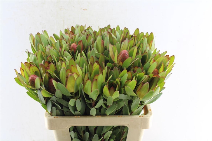 <h4>Leucad Saf Goldstrik</h4>