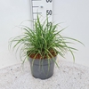 Miscanthus sinensis Strictus