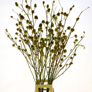 Glycyrrhiza Zoethout Spray
