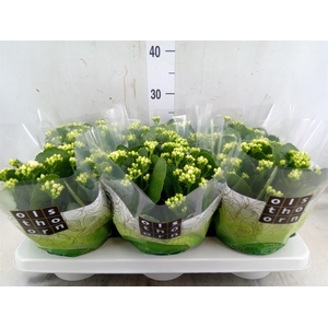 Kalanchoe blos. 'Calandiva Whites'