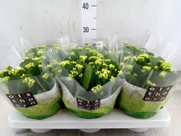 <h4>Kalanchoe blos. 'Calandiva Whites'</h4>