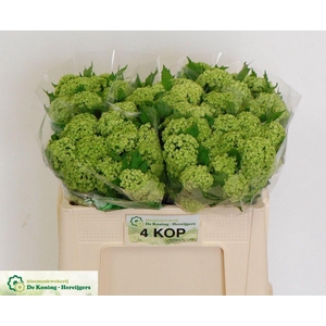 Viburnum roseum
