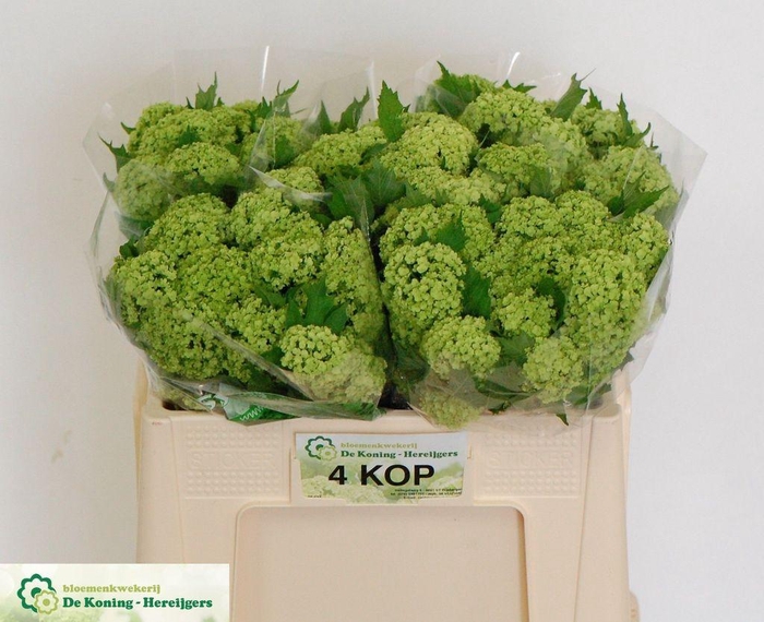 <h4>Viburnum roseum</h4>