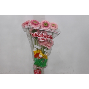 GERBERA BOLERO DONADONA < 050 CM < 10 CM DIAM