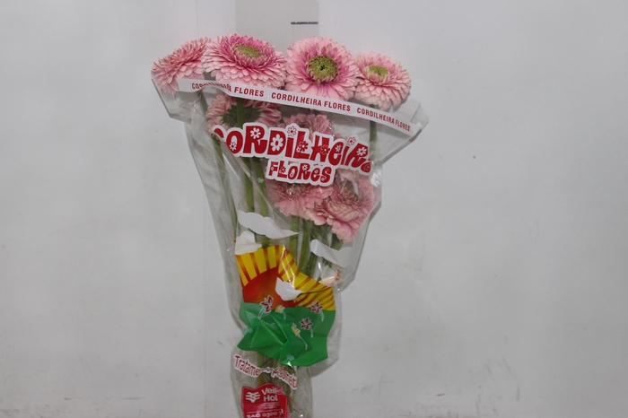 <h4>GERBERA BOLERO DONADONA < 050 CM < 10 CM DIAM</h4>
