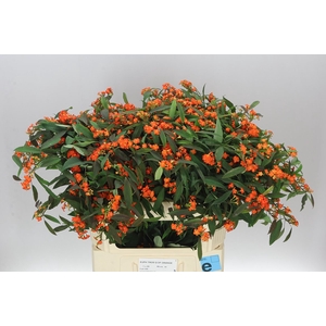 Euphorbia F T Queen Orange