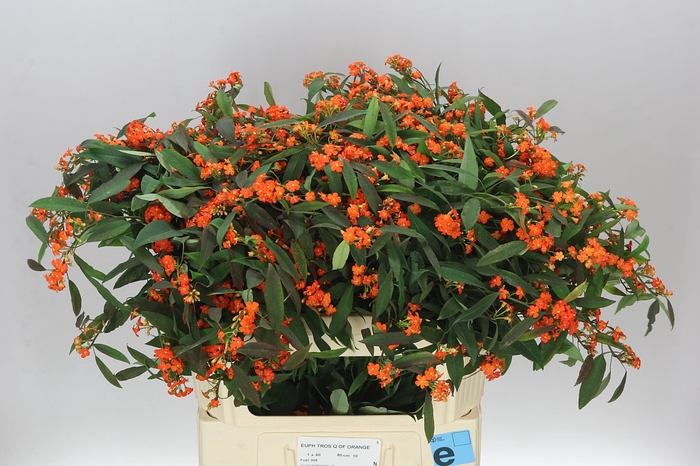 <h4>Euphorbia F T Queen Orange</h4>