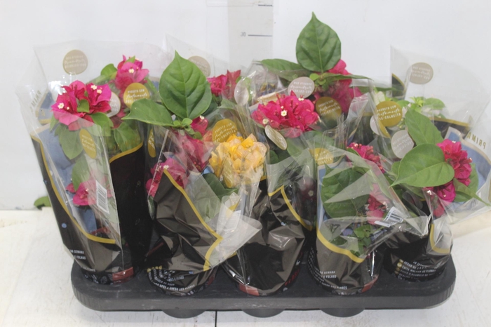 <h4>PRIMAVERA P11</h4>