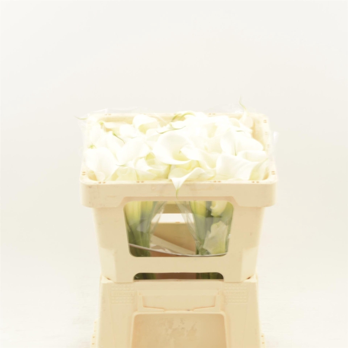 <h4>Calla Pure Art</h4>